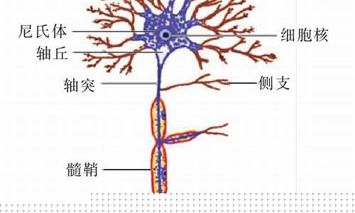 运动原神经_运动原神经损伤.导致筋肉萎缩