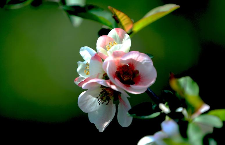 王者荣耀安卓区转苹果区怎么转_王者荣耀安卓区转苹果区怎么转?多少钱